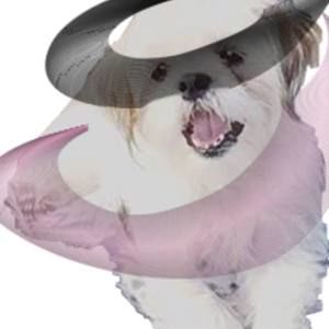 Meet your Posher, Faith